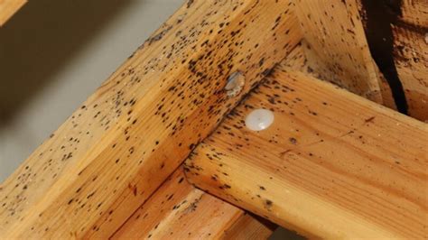 do bed bugs live in steel cabinets|bed bugs living in wood.